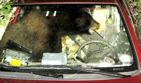 Usa: orso "ruba" un auto