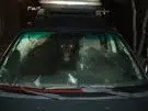 Orso guida un'auto e si schianta su un albero