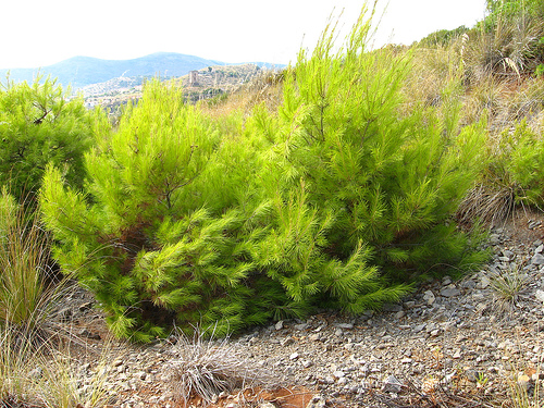 Trovati cinque quadri rubati dietro un cespuglio