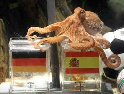 Il polpo Paul nuova star del cinema