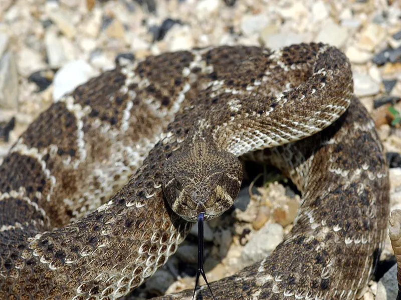 Castel Fusano, di nuovo incubo serpenti