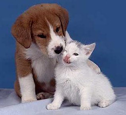 Portici: record di presenze all' Animal Drink