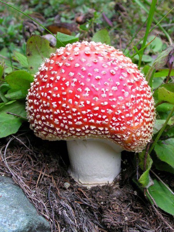 Cina: fungo bianco causa 400 morti