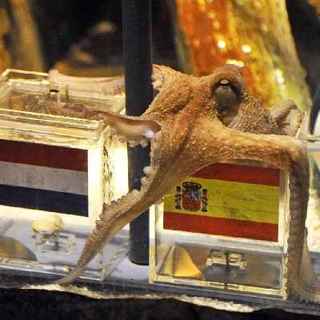 Polpo Paul: 40mila dollari da cantante arabo