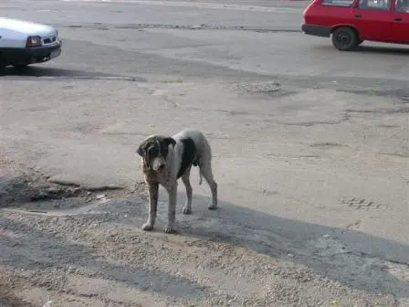 Baghdad: conclusa operazione stermino cani randagi