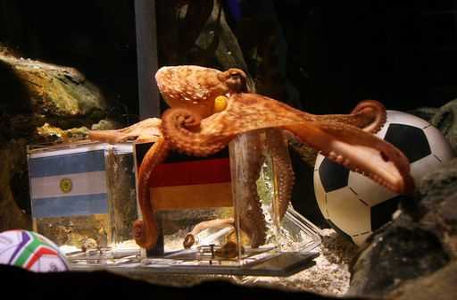 Mondiali 2010: per il polpo 'indovino' passa la Spagna