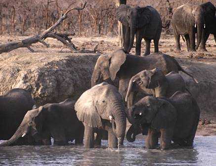 Travolta da una carica di elefanti in un safari in Tanzania, muore una donna romana