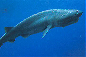 Cariati: rinvenuto squalo sulla spiaggia