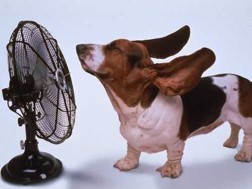 Ministero: con il caldo eccessivo no al ventilatore