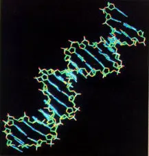 Scienza:Scoperta "firma genetica" per stabilire chi vive 100 anni e oltre