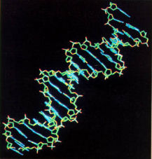 Scienza:Scoperta "firma genetica" per stabilire chi vive 100 anni e oltre