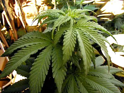 Pavia: marijuana per curare una malattia, assolto 45enne