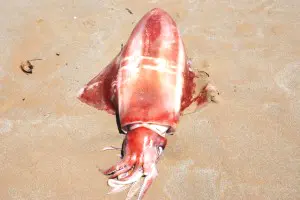Calamaro gigante rinvenuto sulle spiagge della Sicilia. E' lungo 110 cm e pesa 22 kg