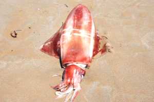 Calamaro gigante rinvenuto sulle spiagge della Sicilia. E' lungo 110 cm e pesa 22 kg