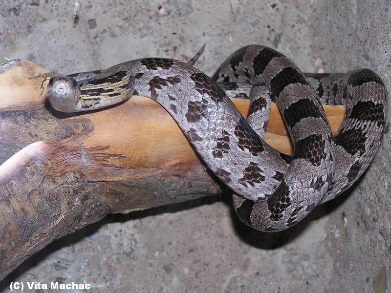 Milano: dopo il pitone di due giorni fa, rivenuto un altro serpente