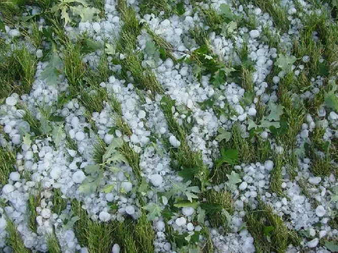 Cesena-Forlì: il maltempo danneggia il 70% del raccolto