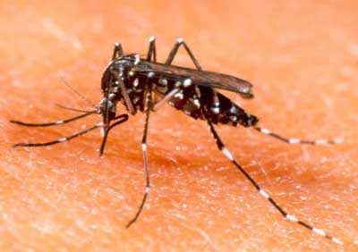 Carpi:allarme zanzara tigre, potrebbe portare la Dengue