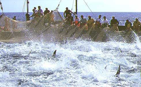 Greenpeace, azione per fermare i pescatori di tonni in via d'estinzione