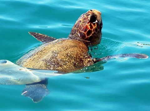 Tirreno calabrese, trovate due tartarughe ferite