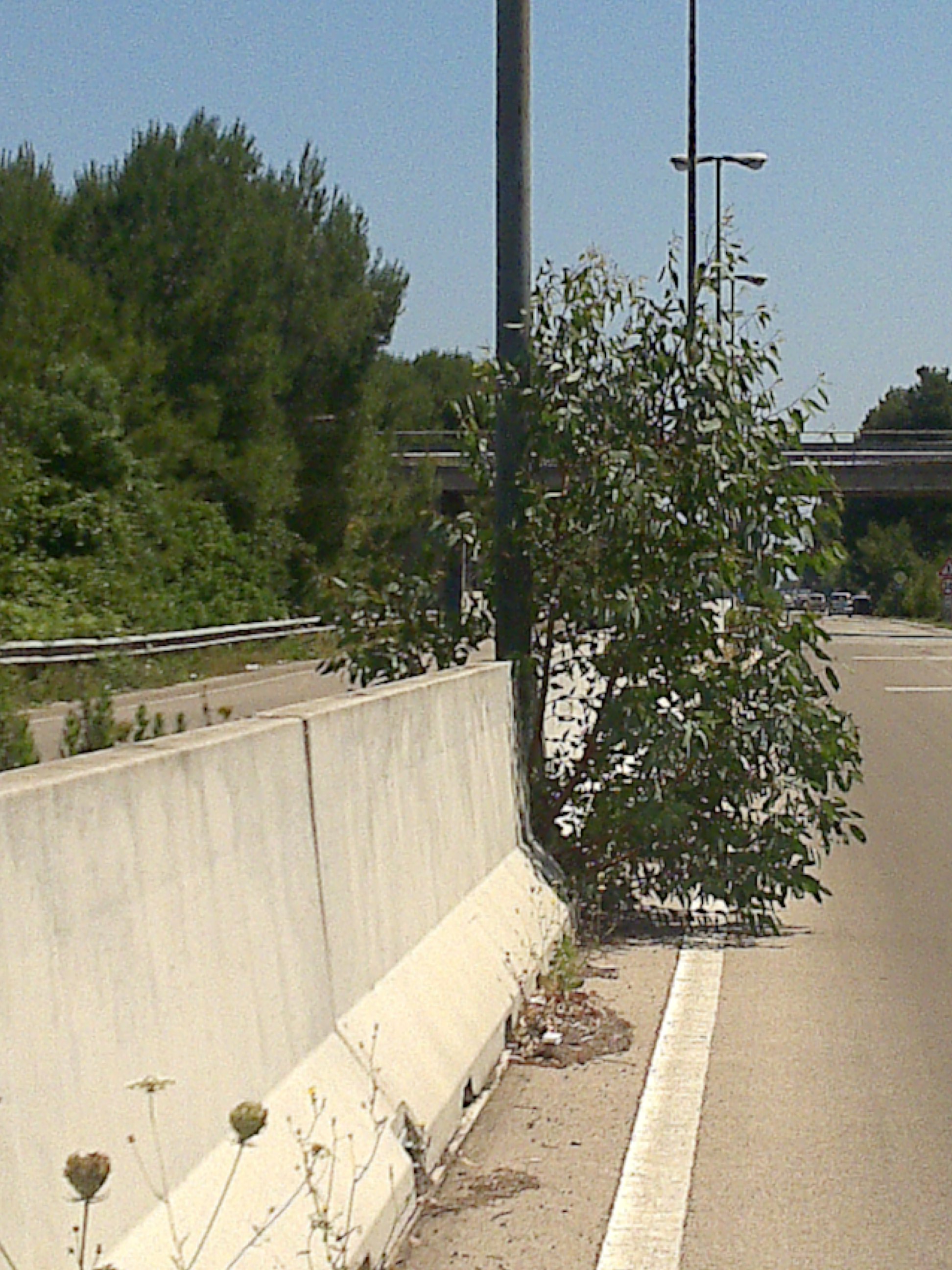 Erba alta:così gli incroci diventano trappole