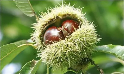 Coldiretti: alberi di castagno colpiti da parassita. Gravi danni