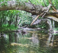 Emergenza ambientale in Calabria
