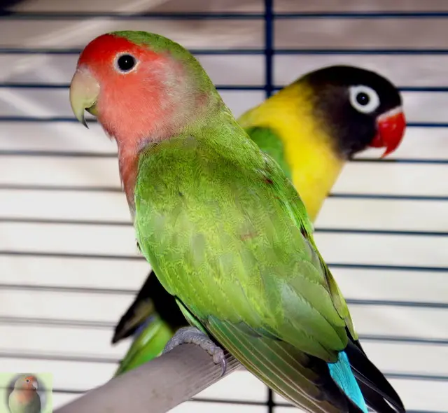 "Mi spenna i pappagalli" dice lei, e lo porta in tribunale