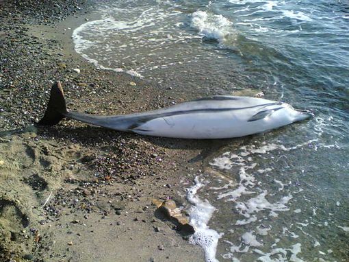 Trovato delfino morto sulla spiaggia