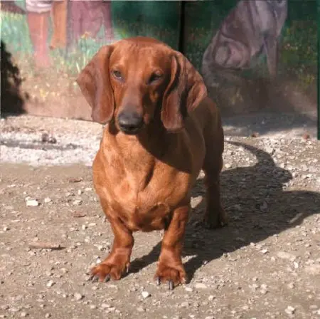 Fiume Arno, salvato cucciolo di cane  grazie alla mamma