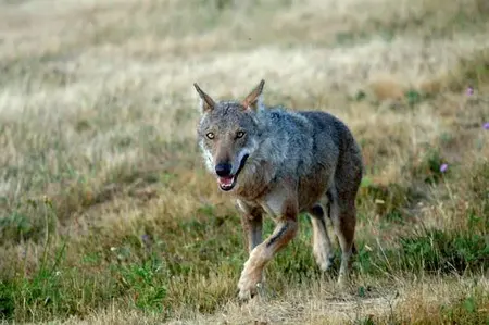 Lupi sbranano un gregge di pecore in Toscana