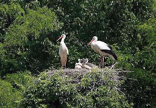 Ambiente, sarà inaugurato il Parco delle Cicogne