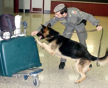 Corriere della droga fermato all'aeroporto di Fiumicino