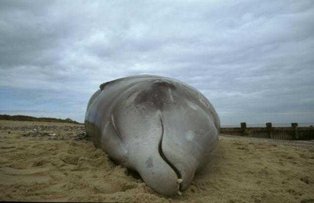 Trovata balena morta sulle spiagge di Reggio Calabria