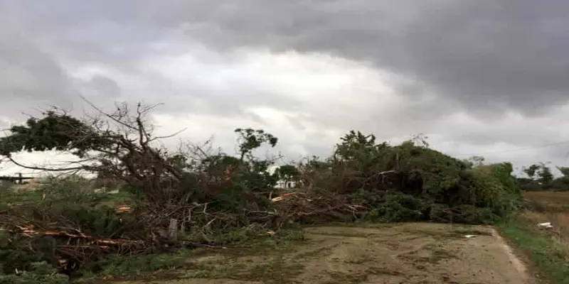 Salento, ulivi sradicati per tromba d'aria