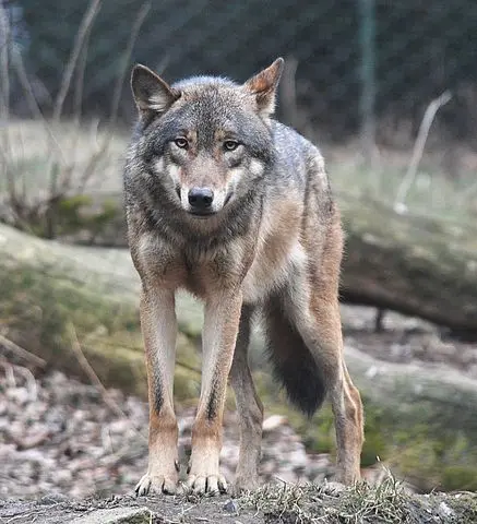 Lupi attaccano due pecore in pieno giorno nel Pisano, una morta