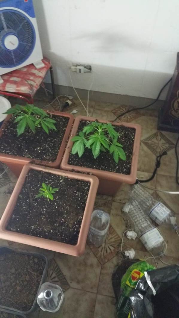 Catanzaro, coltivava marjiuana in casa arrestato 56 anni (Foto)