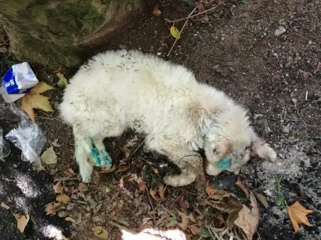 Catanzaro. la storia di Ares, cane gettato in un fosso è rinato "guarito al 100%,"