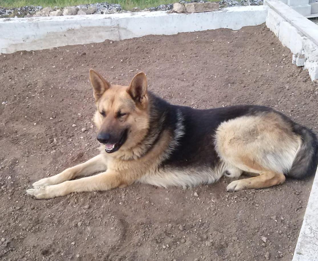 Anagni: avvelenati cani da guardia nella periferia