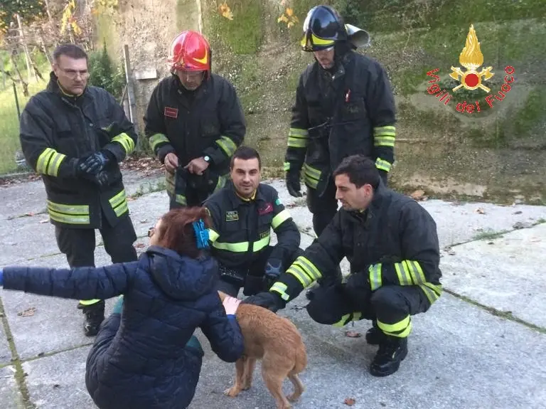 VVF: amore e passione salvano tre cuccioli