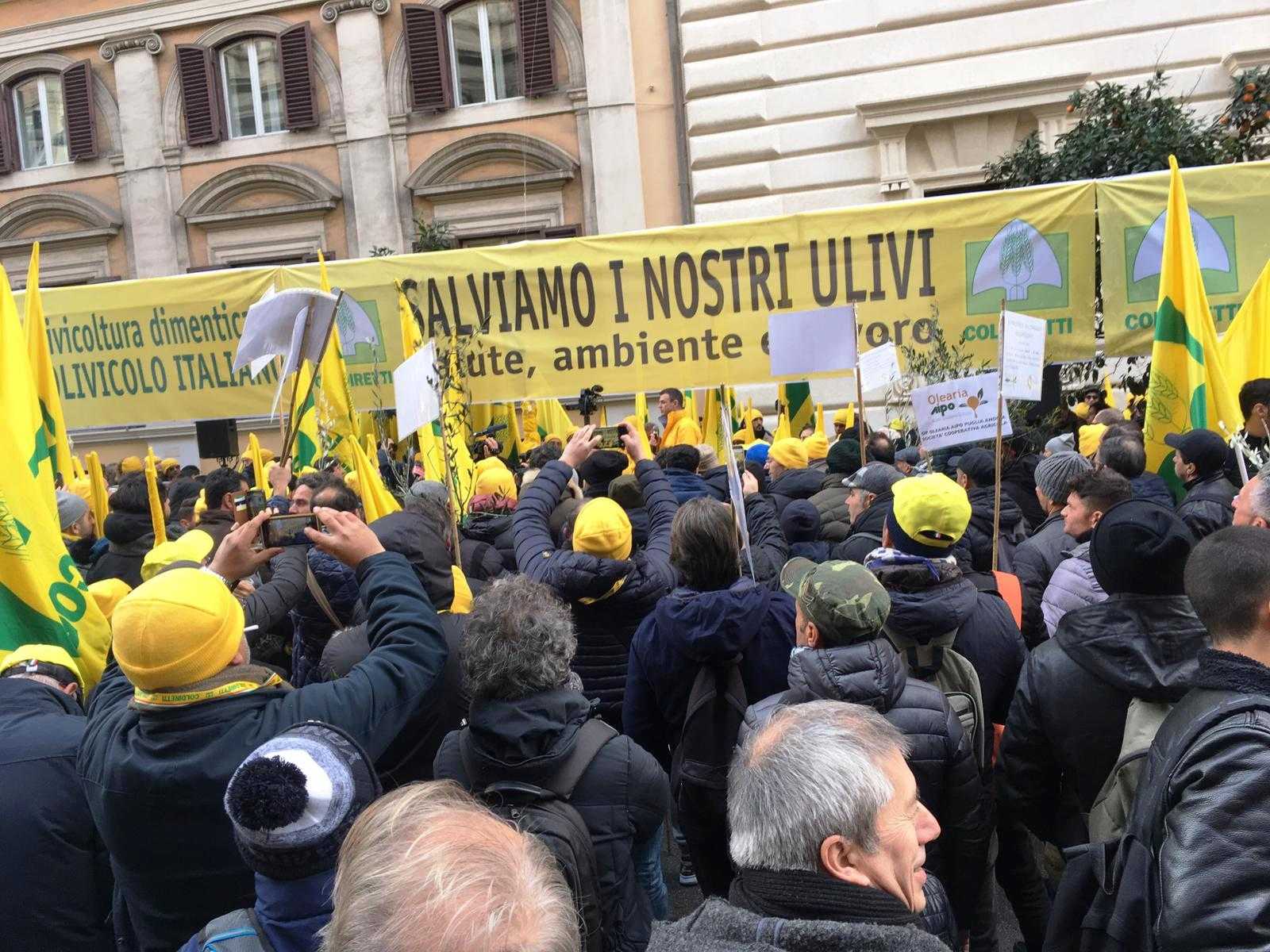 Coldiretti olio d’oliva: la manifestazione a Roma. Presentato il piano “salvaolio”