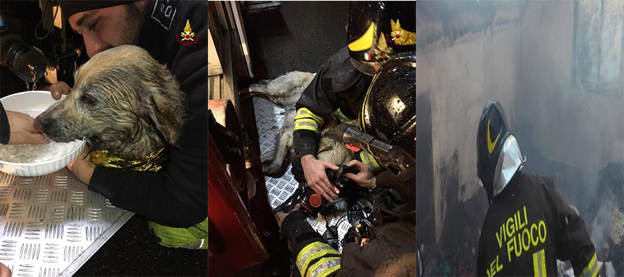 Cane svenuto in casa in fiamme salvato dai VVF