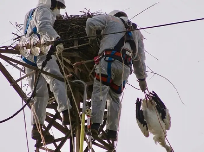 Calabria: esposto del WWF alla procura della repubblica di Cosenza per cicogna bianca uccisa