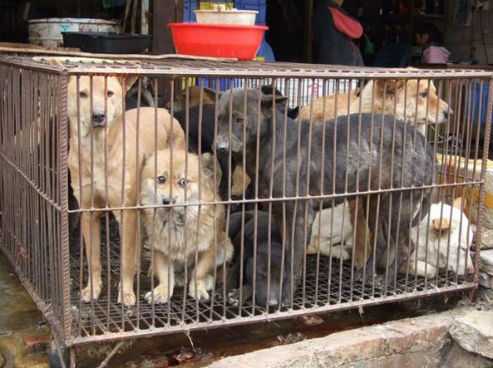 Lager per cani ad Avellino, indagini su combattimenti clandestini