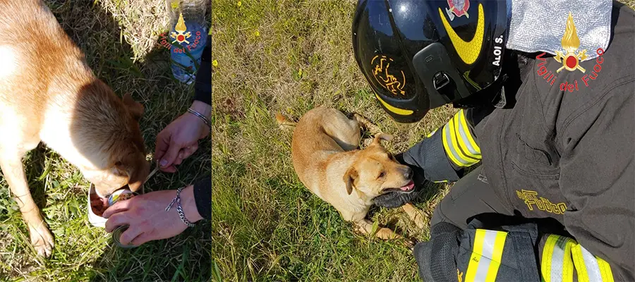 Catanzaro. Cane meticcio, salvato e nutrito dalla tenerezza dei VVF