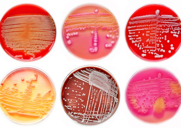 Salute: Iss, al via sistema operativo contro antibioticoresistenza
