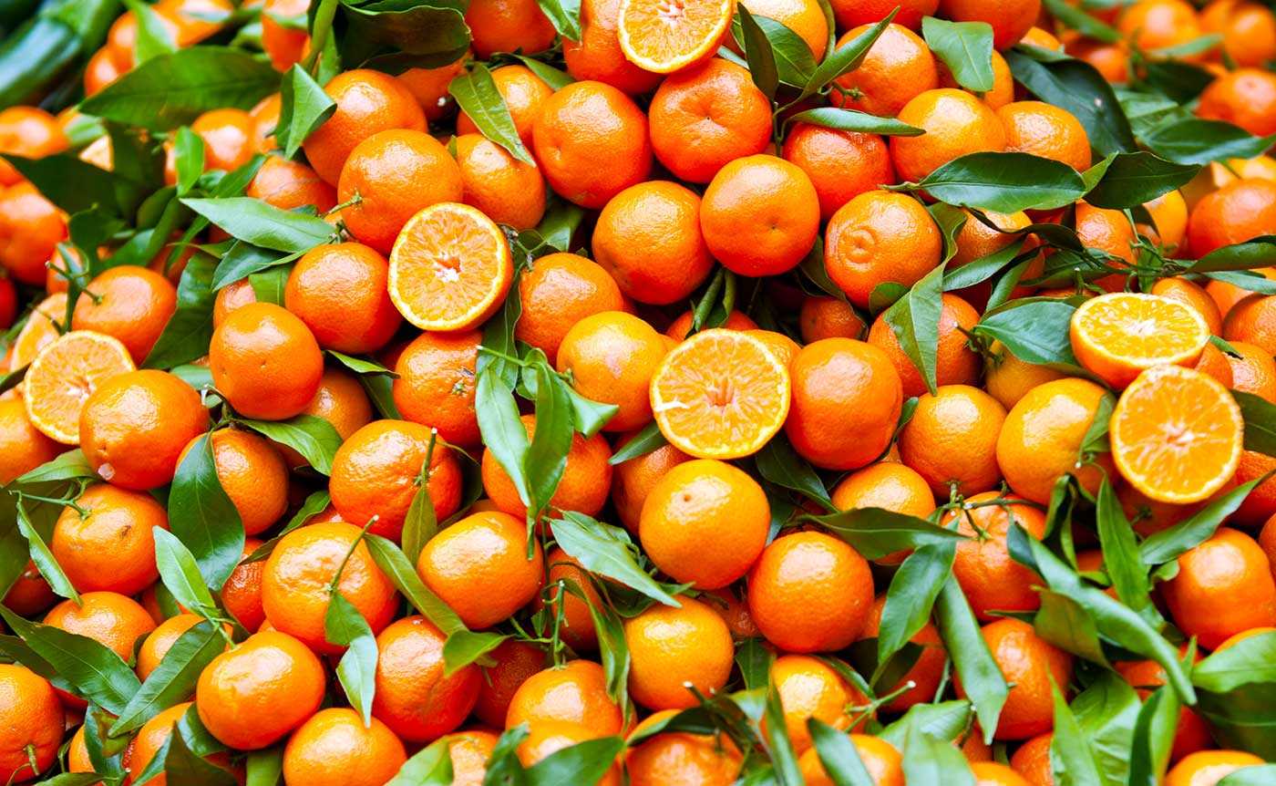 Giannuzzi (Agricoop): “un’annata da dimenticare, più misure a sostegno delle Clementine di Calabria”