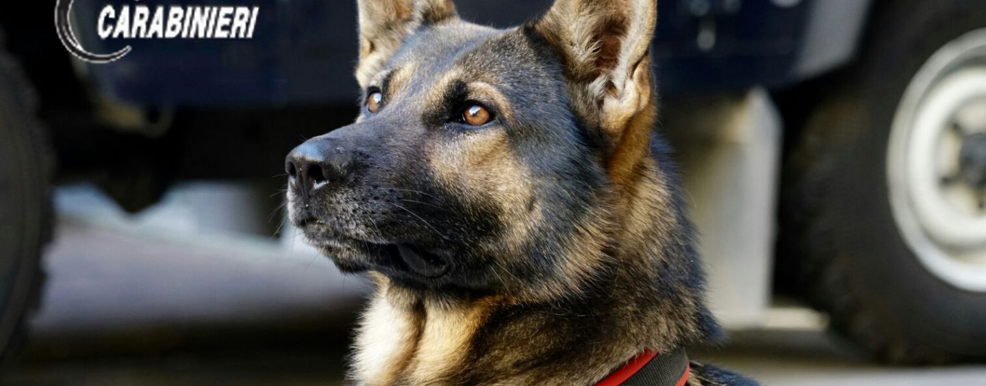 Catanzaro,  droga e munizioni sequestrate dai Carabinieri