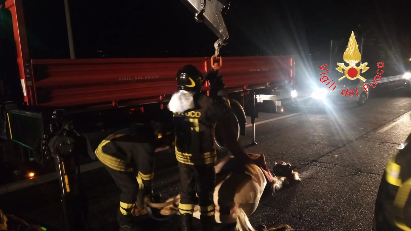 Catanzaro SS280: Cavallo invade corsia e viene travolto da auto, intervento dei VVF, Cc, 118, e Anas