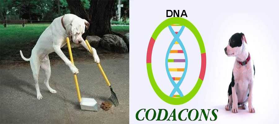 Codacons: banca dati con il DNA dei cani per multare gli incivili