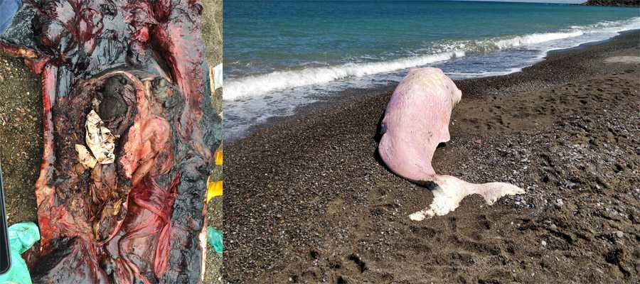 Capodoglio spiaggiato in Sicilia, Greenpeace: «nel suo stomaco trovata molta plastica